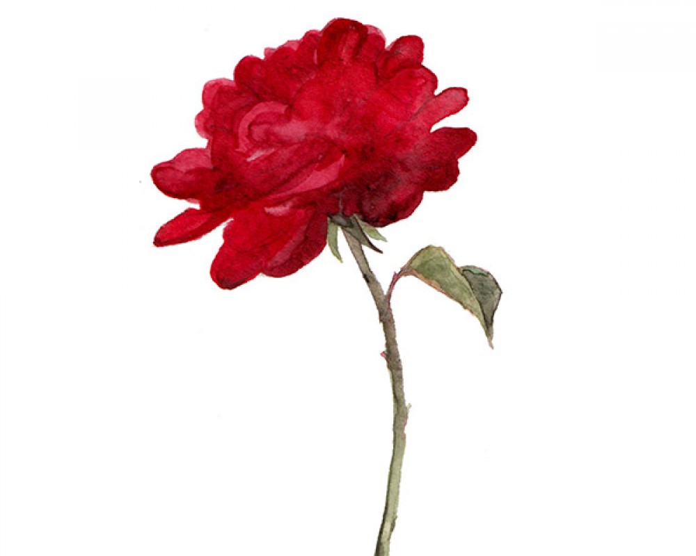 Ilustración de Prensa / Press Illustration